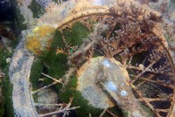The Bermuda Triangle strikes again! Coral growing on a co... by Dr Evil 